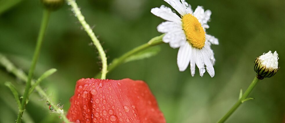 Regentropfen auf einer Margaritte und einer roten Mohnblume