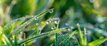 Regentropfen auf grünem Rasen