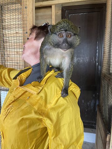 Přesídlený opičák Žoryk je na Svitlanu Vyšneveckou hodně fixovaný.
