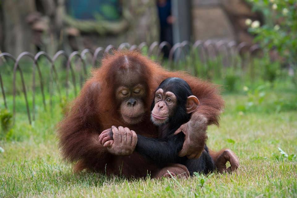 Orangutany zachraňovali mezi prvními.