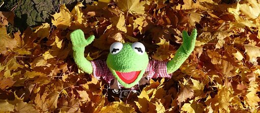 Frosch Kuscheltier liegt lächelnd zwischen vielen herbstlich bunten Baumblättern 