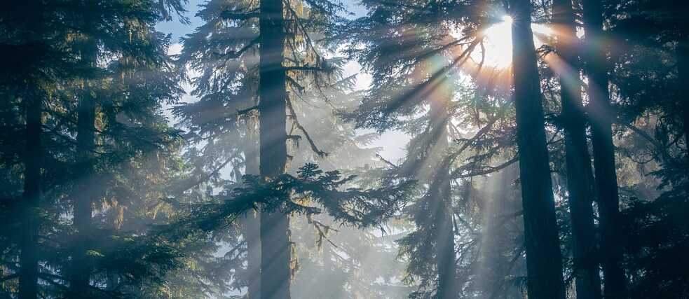 Licht und Schatten im Wald