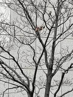 An almost bare tree in front of a wall