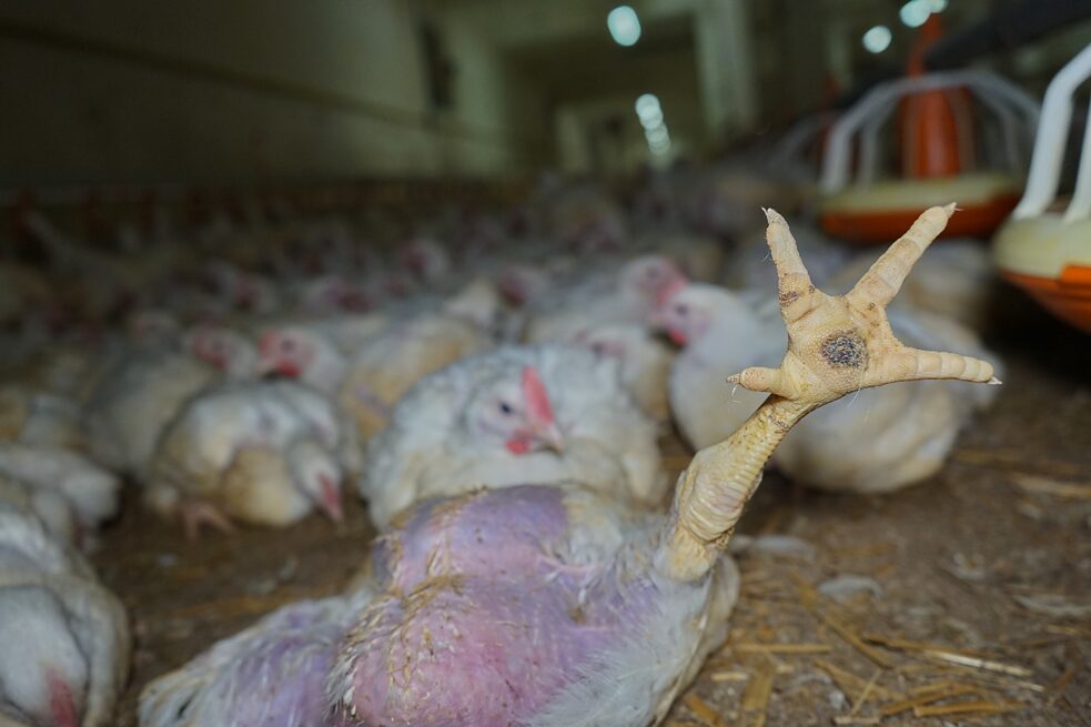 Organizace OBRAZ bojuje za práva zvířat. Fotografie byla uskutečněna v dubějovické drůbežárně.