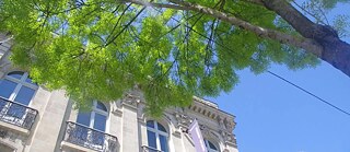 Foto von unten von einem Gebäude, Himmel und einem Baum