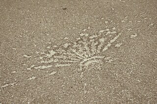 Charkov, máj 2023: Dopady granátov zanechávajú na asfalte takéto „kvety“.