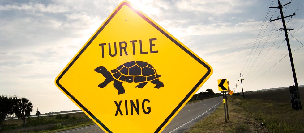 Attention turtles road sign in the US
