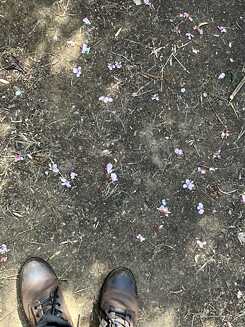 Blossoms like stars