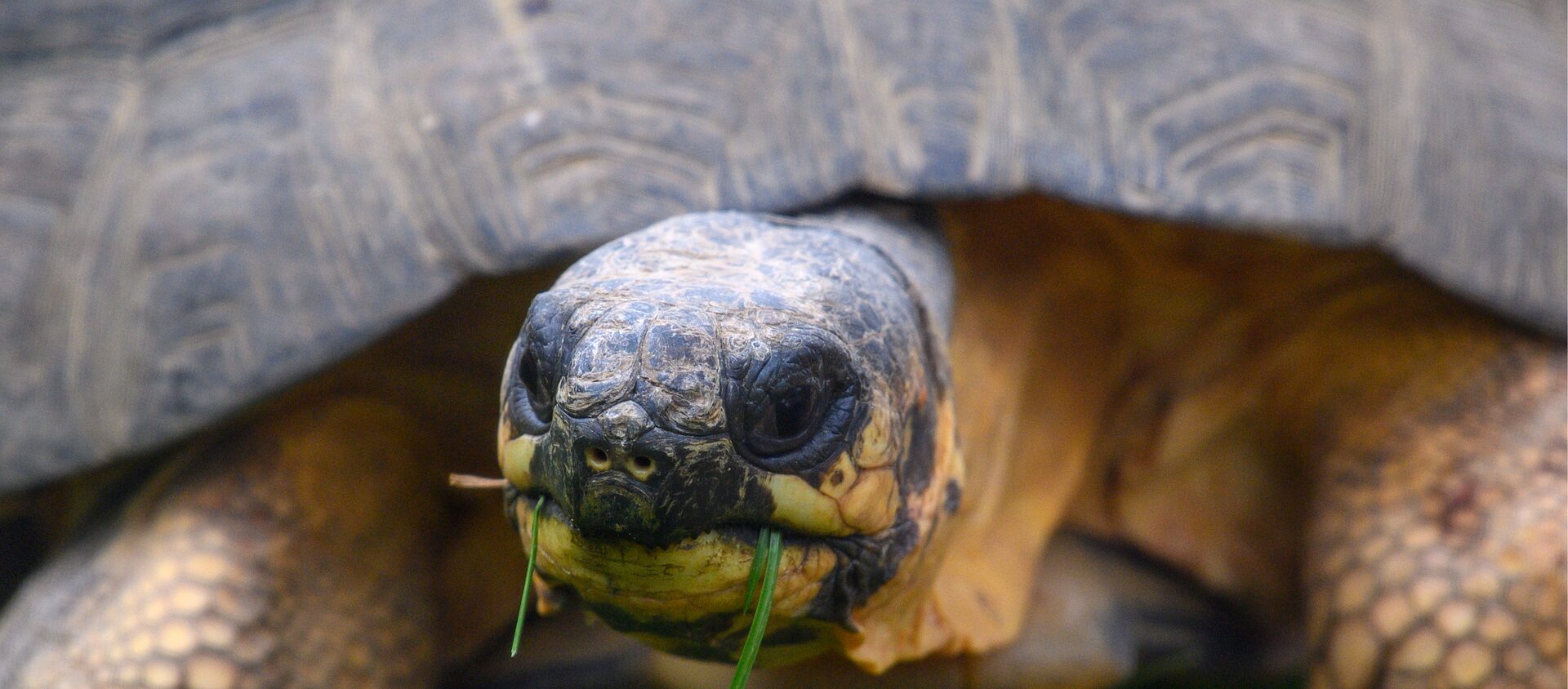 Schildkröten AG Gegenüber GoetheInstitut