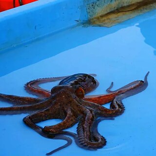 „Labour in a single shot: Marseille. Portrait of a city" von Antje Ehmann und Eva Stotz