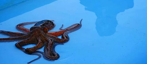 „Labour in a single shot: Marseille. Portrait of a city" von Antje Ehmann und Eva Stotz