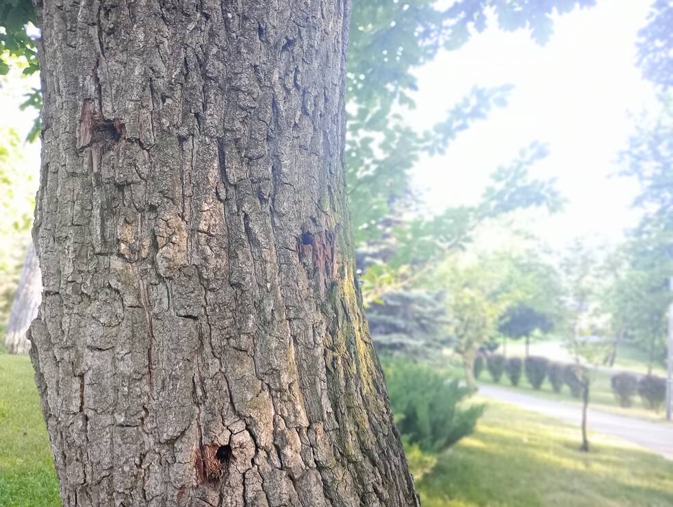Spuren an einem Baum