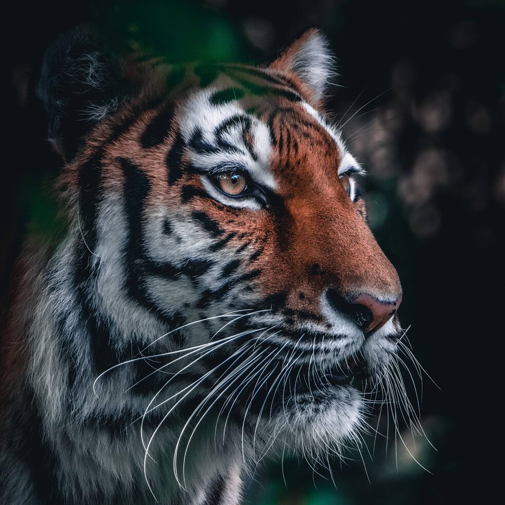 A tiger