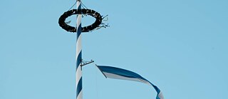 Ein Maibaum mit wehender blau-weißer Flagge