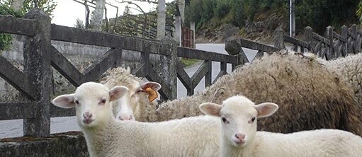 três ovelhas num campo ao pé de uma estrada do interior