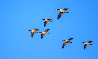 Vögle fliegen in einer V-Formation