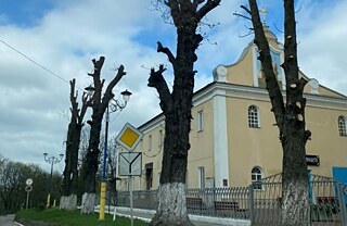 Sesazení korun stromů ve Lvově