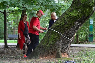 Zahradníci*e měří velikost stromu