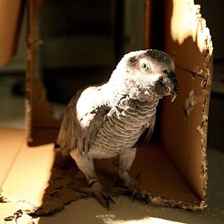 Ein Graupapagei schaut aus dem Karton, den er als Unterschlupf gebaut hat, zu Ihnen heraus