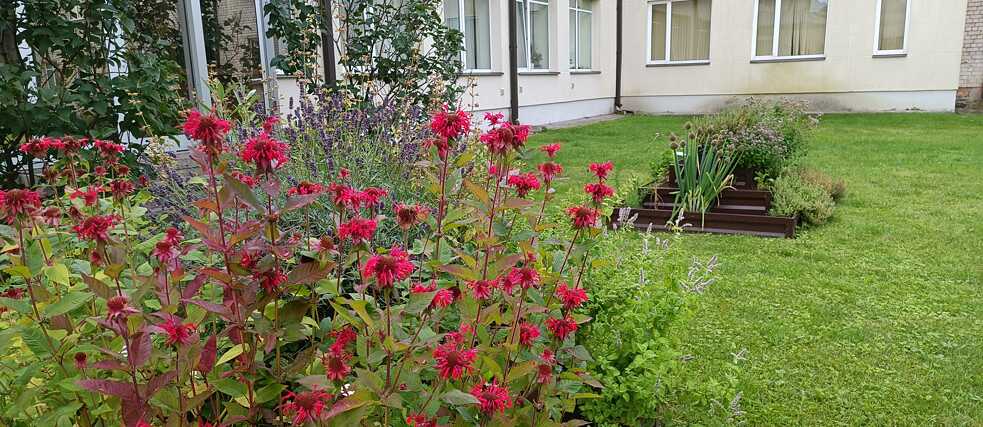 Kräutergarten im Hof des Kompetenzentwicklungszentrums der Region Zemgale (ZRKAC)