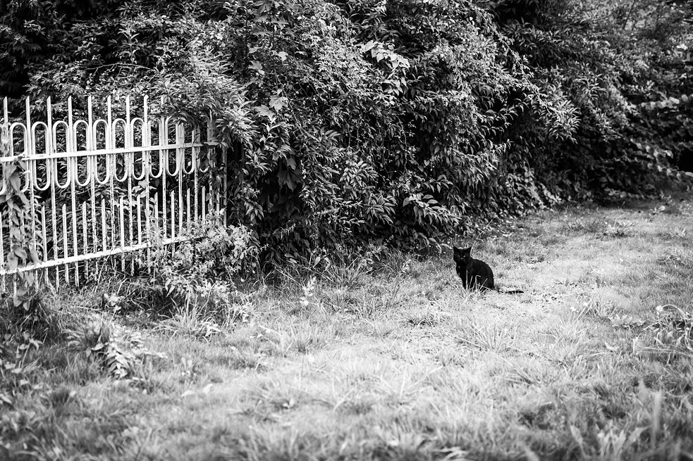 Fotka z knihy Nahrádka