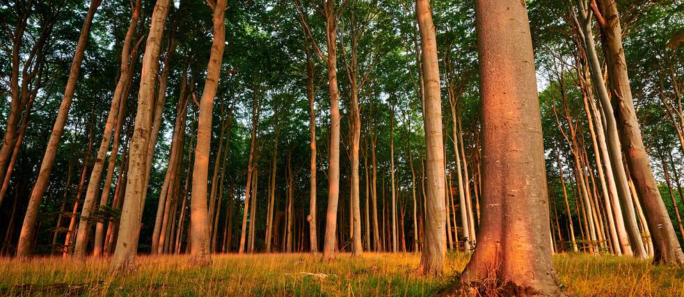 Der Hochuferweg führt durch als UNESCO-Naturerbe ausgezeichneten Buchenwald und bietet immer wieder neue Blicke auf die Kreidefelsen.