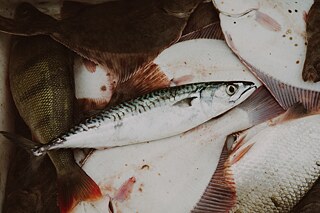 Die Makrele, ein seltener Fisch, der in der Ostsee gefangen wird, ist normalerweise in der Nordsee zu finden.