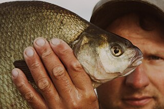 Nachdem man die Reusen auf dem Deck des Bootes öffnete, wurden die Fische getötet. An dem Morgen, als Karel und ich zusammen fuhren, waren es vor allem Brassen. Die Fischer sortierten sie sofort aus und warfen die kleinen oder unerwünschten Fische in die Lagune zurück. Sie senkten die Reusen vorsichtig auf den Grund der Lagune und gingen dann zur nächsten weiter. Die Fische schwammen im Boot herum, und manchmal plätscherten die Wellen.