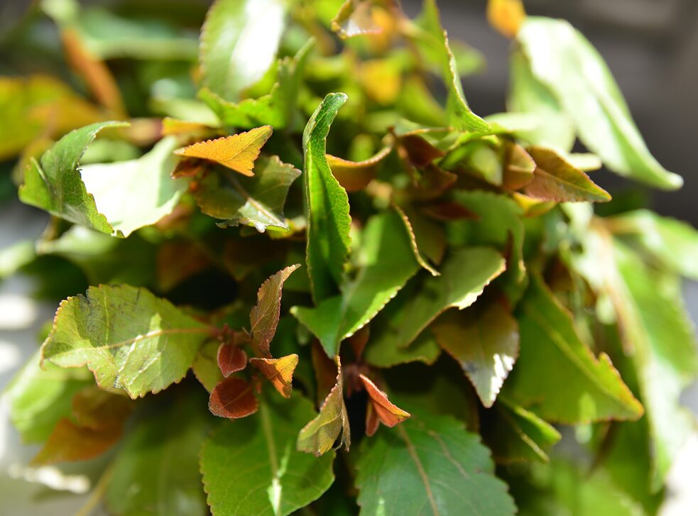 Feuilles de khat - Catha edulis.