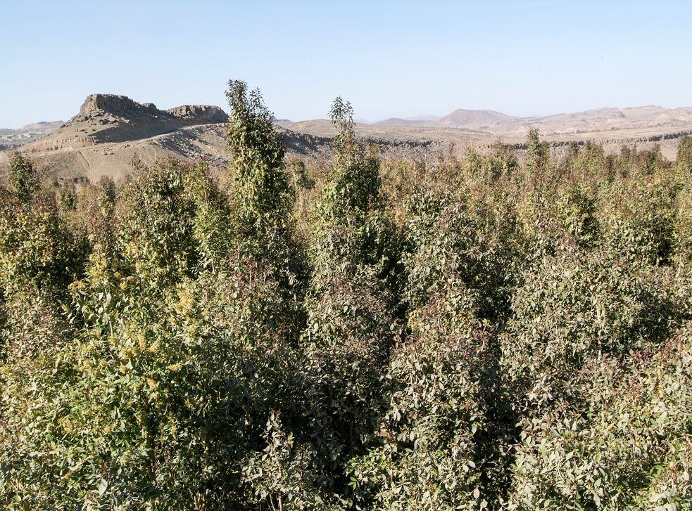 Eine Landschaft mit Khat-Plantagen in der Nähe der jemenitischen Hauptstadt Sanaa