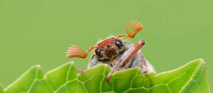 Common cockchafer (Melolontha melolontha) 