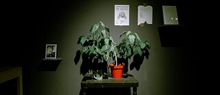 Кімнатна рослина у горщику на маленькому столі на фоні чорної стіни
