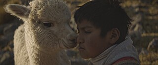 „Raiz“ (Through rocks and clouds).  Peru/Chile 2024. Regie: Franco García Becerra. Im Bild: Alberth Merma. Berlinale, Generation, 2024.