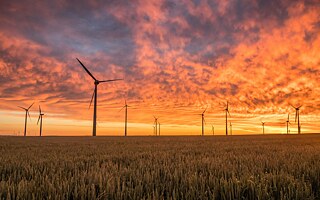 Photo is showing Wind turbines in a corn field during sunset. 