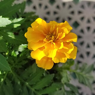 eine gelbe Blume mit grünen Blätern