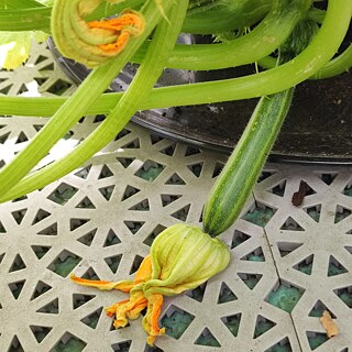 eine junge grüne Zuc­chi­ni mit verwelkter Blüte wächst im Garten