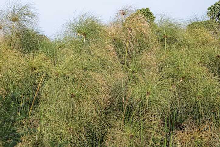 Papyrus Trails