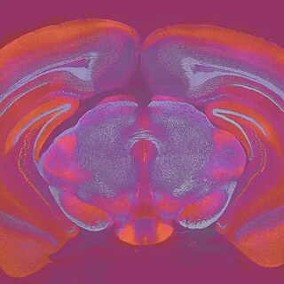 Universum, Mensch, Intelligenz 2024