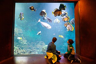 Tiefsee-Aquarium