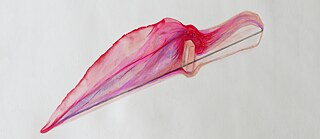 Umetnički rad Olivere Parlić Karajanković 2300x1000