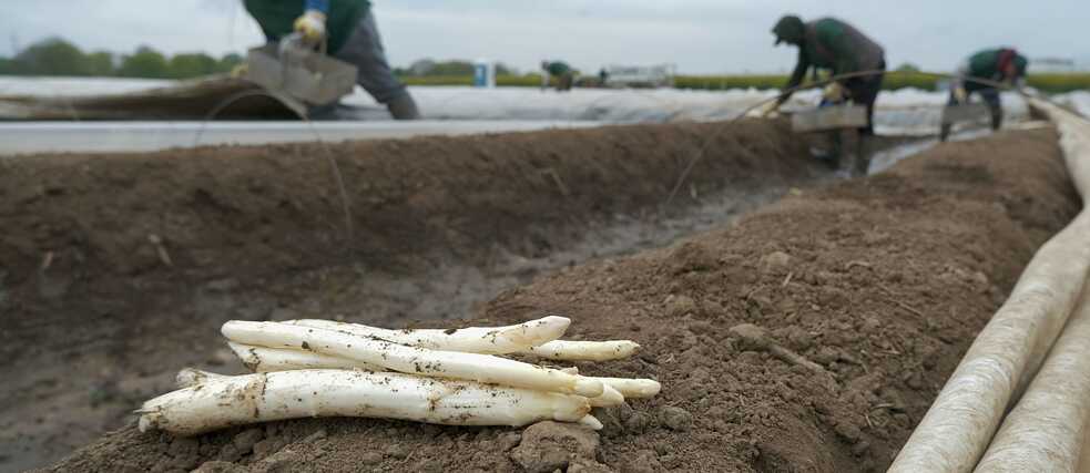 Weißer Spargel in Köln, Nordrhein-Westfalen