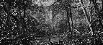 Das Projekt „Kosmoperzeptionen des Waldes“ macht deutlich, wie viel wir von Wäldern lernen können | Foto: © Edu Simões