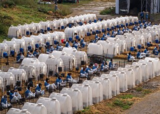Один із безпосередніх заходів, у яких Лукаш брав участь як фотограф, відбувся на молочній фермі в Пардубицькому краї у жовтні 2023 року. На фото активісти й активістки сидять біля боксів для новонароджених і старших телят. Штучне запліднення, народження теляти й відбирання його в матері, щоб ферма могла продавати коров'яче молоко людям, є звичайною частиною тваринництва.