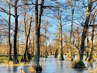 Jægersborg Dyrehave1