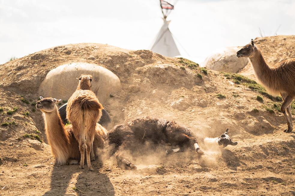 Lamas gönnen sich ein Staubbad. 