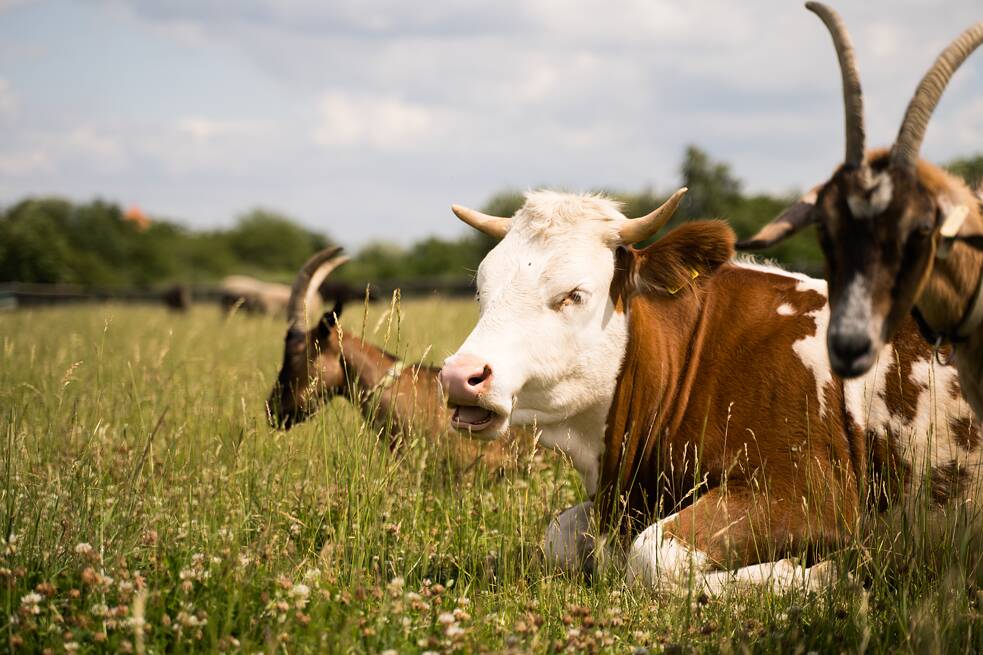 Worüber redet ihr Kühe wohl gerade?