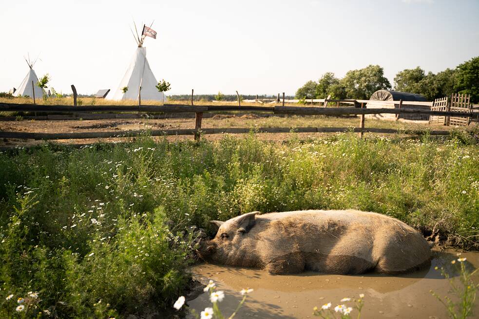 Milánek wurde als Ferkel aus der Massentierhaltung gerettet. DJ Adam hat ihn bei einer Wohltätigkeitstombola versteigert. Eigentlich sollte er nach sechs Monaten intensiver Zucht sterben. Heute ist er einer der friedlichsten und zufriedensten Riesen auf dem Hof.
