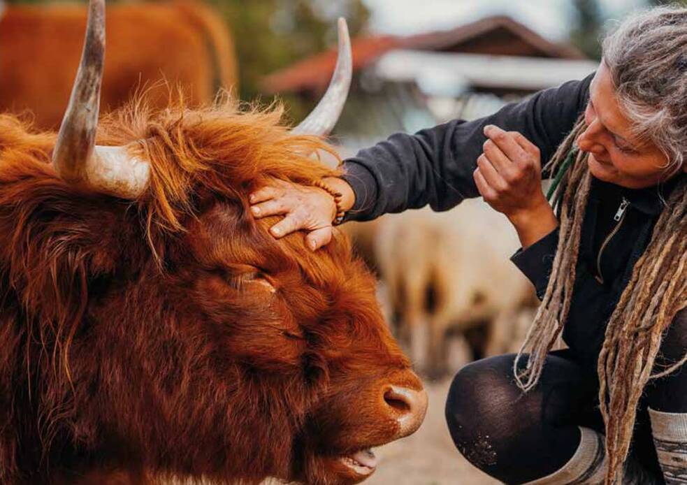Grace ist eine majestätische Bergkuh mit langen Hörnern und einem dichten, buschigen Fell. Hochlandrinder werden normalerweise zur Fleischgewinnung gezüchtet. Ihr Retter sah in ihr eine Persönlichkeit und wünschte sich für sie eine bessere Zukunft als den Schlachthof. Die verschmuste Grace war die erste gerettete Kuh der Farm.