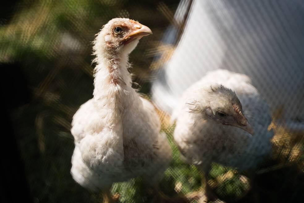 Die so genannten Masthühner fielen während des Transports aus dem Lastwagen. Sie schafften es von der Straße in die Sicherheit der Farm der Hoffnung. 