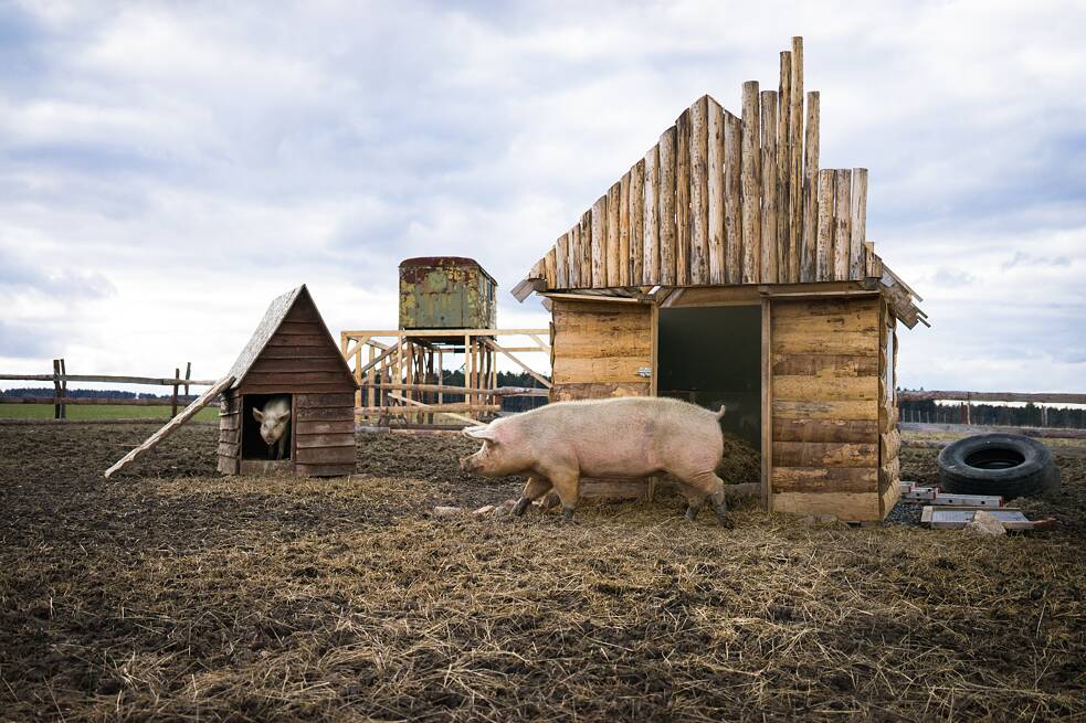 Die Sau Růženka war einen Teil ihres Lebens an einer Schule tätig. Genauer gesagt lebte sie in einem Betonstall einer landwirtschaftlichen Mittelschule, wo sie als Produzentin für Ferkel dienen sollte, die die Schüler untersuchen und an denen sie praktische Übungen durchführen sollten (Wunden nähen, Injektionen geben usw.). Aber wegen einer unleserlichen Tätowierung wurde sie zum Schlachthof geschickt. Das Foto ist aus dem Jahr 2019.